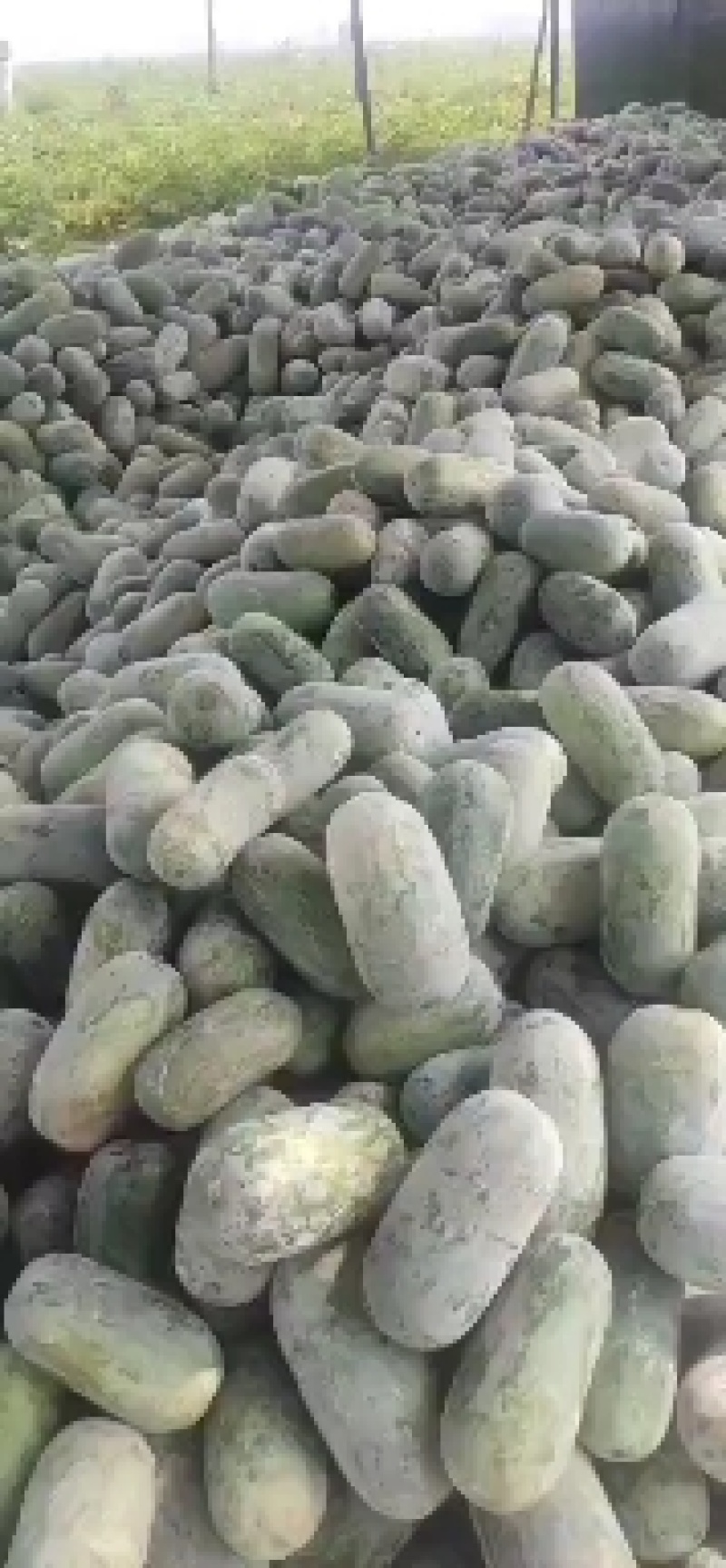 冬瓜