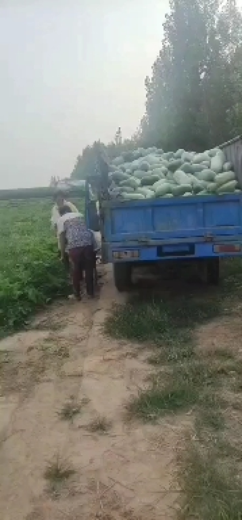 冬瓜