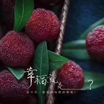 仙居杨梅
