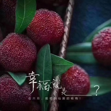 仙居杨梅