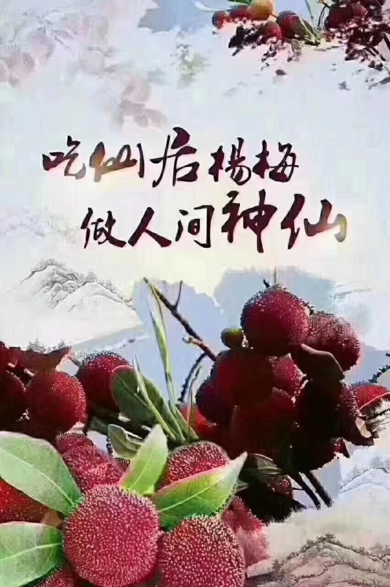 仙居杨梅