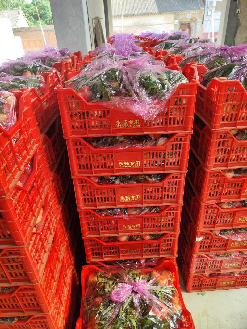 中油16中油18千亩桃园即将开园需求量大的联系