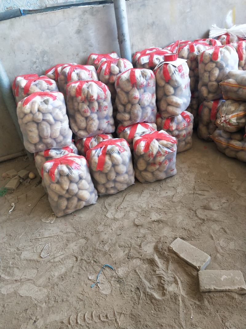 【臻实惠蔬菜】早大白，甘肃优质土豆个大品质好，一手货源，