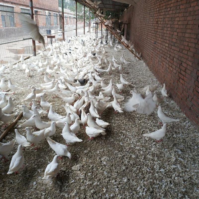 广东白鸽乳鸽老鸽常年有货基地直供质量保证需要货的提前联系
