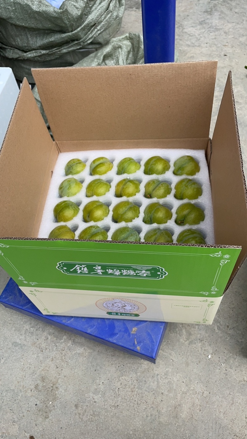 贵州镇宁蜂糖李