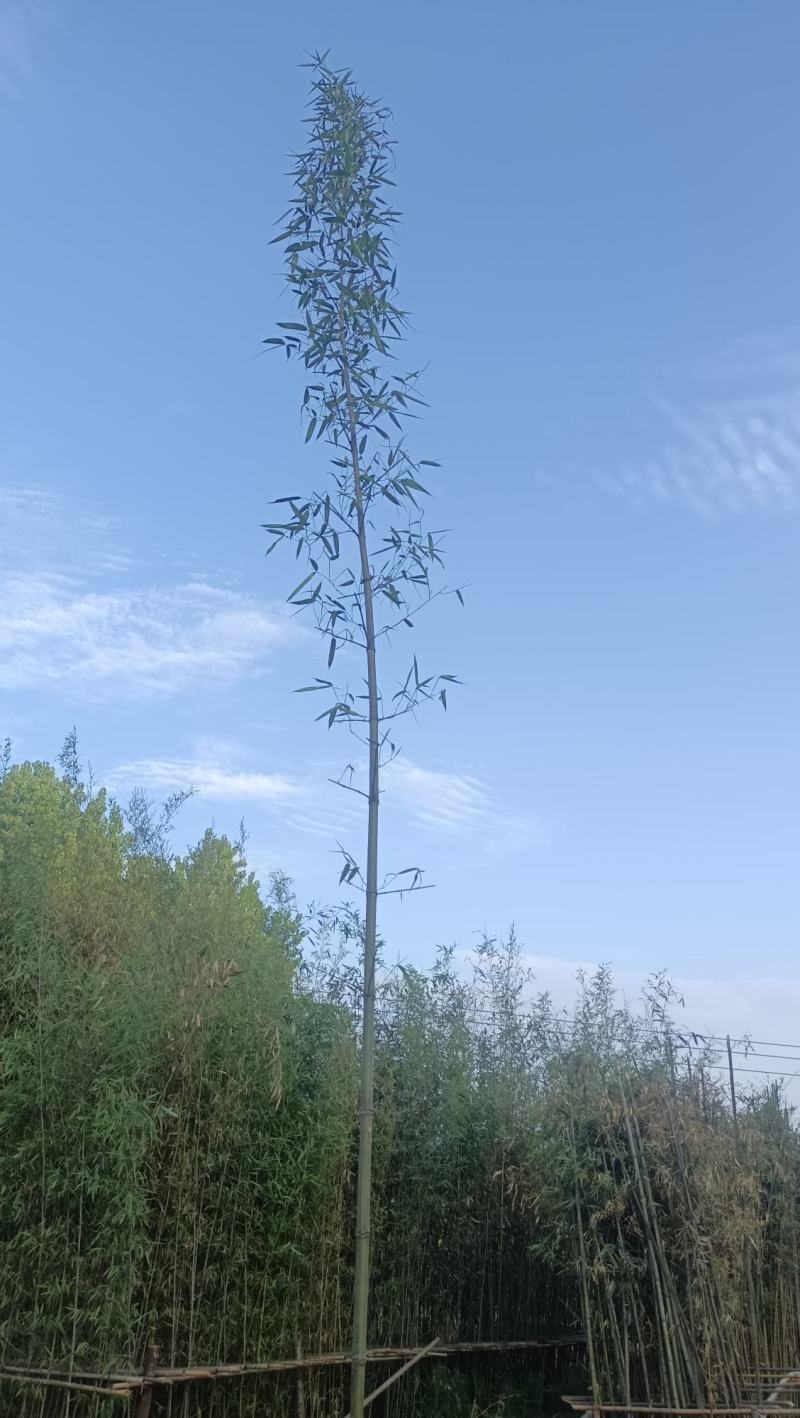 竹苗，美植，假植，下山货，钢竹，早园竹，金镶玉竹