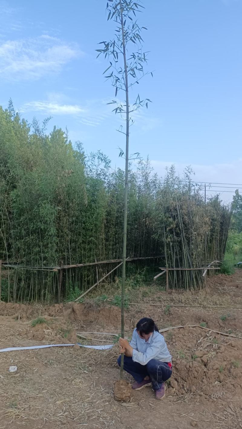 竹苗，美植，假植，下山货，钢竹，早园竹，金镶玉竹