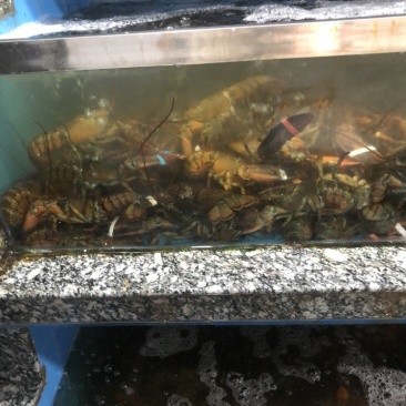 帝王蟹、波龙、小青龙、松叶蟹，红毛蟹，干蚌