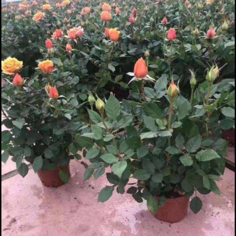玫瑰花苗盆栽带花苞四季开花好养易活绿植物室内外阳台花卉