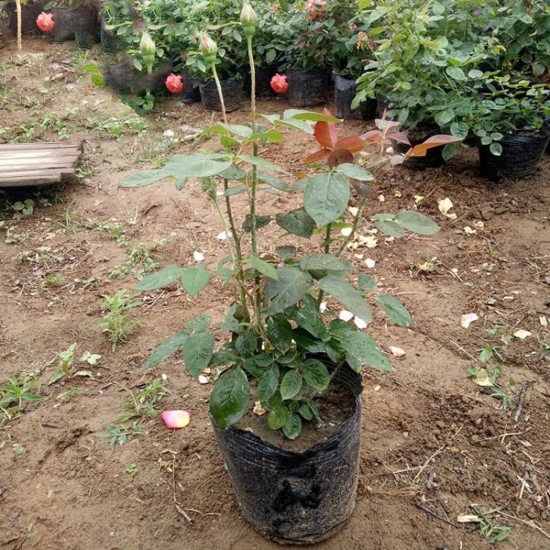 玫瑰花苗盆栽带花苞四季开花好养易活绿植物室内外阳台花卉