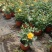 玫瑰花苗盆栽带花苞四季开花好养易活绿植物室内外阳台花卉