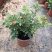 玫瑰花苗盆栽带花苞四季开花好养易活绿植物室内外阳台花卉