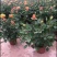 玫瑰花苗盆栽带花苞四季开花好养易活绿植物室内外阳台花卉