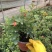 玫瑰花苗盆栽带花苞四季开花好养易活绿植物室内外阳台花卉