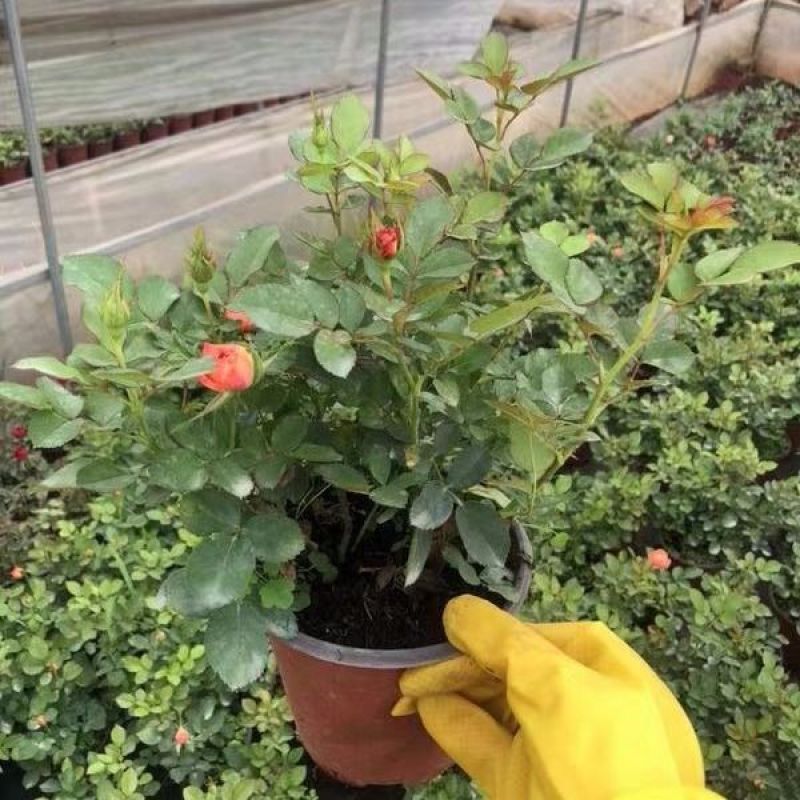 玫瑰花苗盆栽带花苞四季开花好养易活绿植物室内外阳台花卉