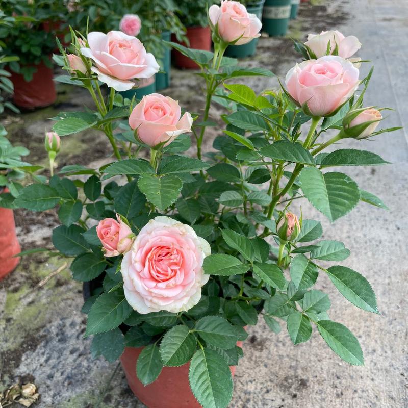 玫瑰花苗盆栽带花苞四季开花好养易活绿植物室内外阳台花卉