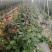 玫瑰花苗盆栽带花苞四季开花好养易活绿植物室内外阳台花卉