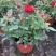 玫瑰花苗盆栽带花苞四季开花好养易活绿植物室内外阳台花卉