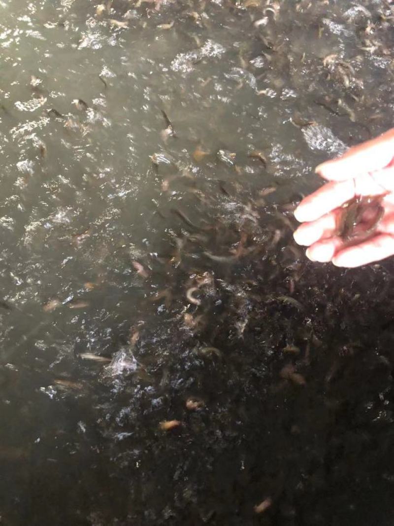 黄骨苗黄双鱼苗黄丁鱼苗