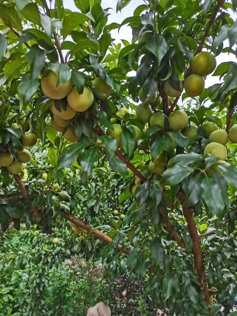 青脆李