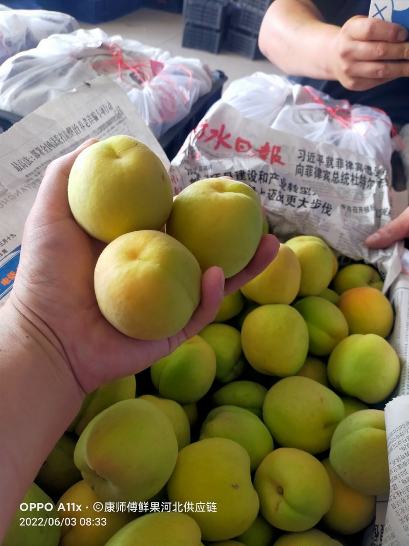 杏，凯特杏，河北大甜杏大量上市，凯特杏，麦黄杏