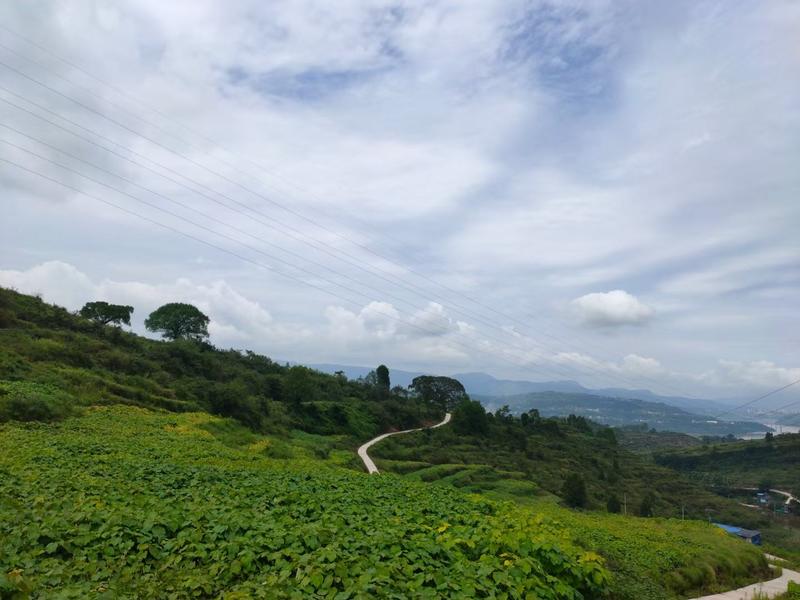 千亩油桐育苗批发基地，买油桐树苗请选择我们专业的培育公司