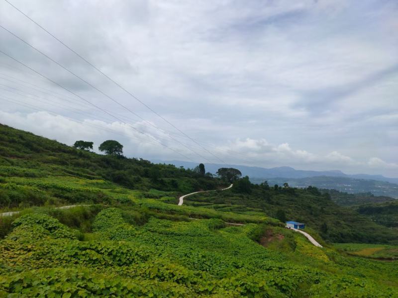 千亩油桐育苗批发基地，买油桐树苗请选择我们专业的培育公司