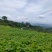 千亩油桐育苗批发基地，买油桐树苗请选择我们专业的培育公司