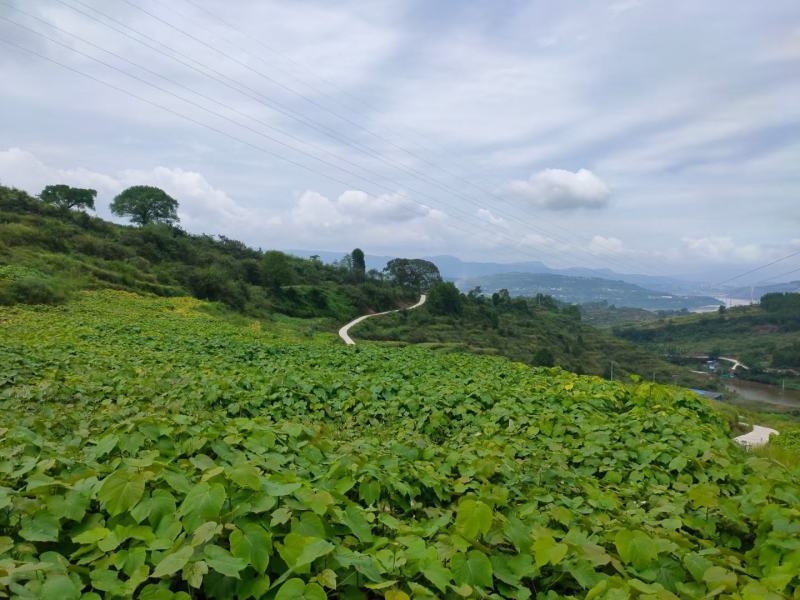 千亩油桐育苗批发基地，买油桐树苗请选择我们专业的培育公司