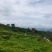 千亩油桐育苗批发基地，买油桐树苗请选择我们专业的培育公司