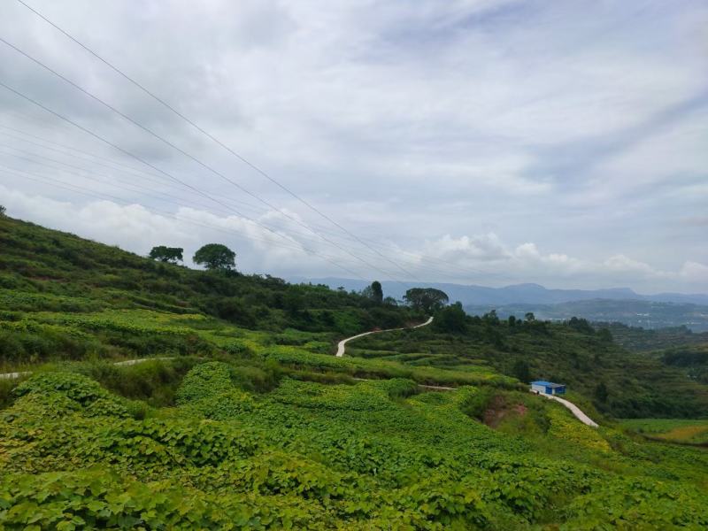 千亩油桐育苗批发基地，买油桐树苗请选择我们专业的培育公司