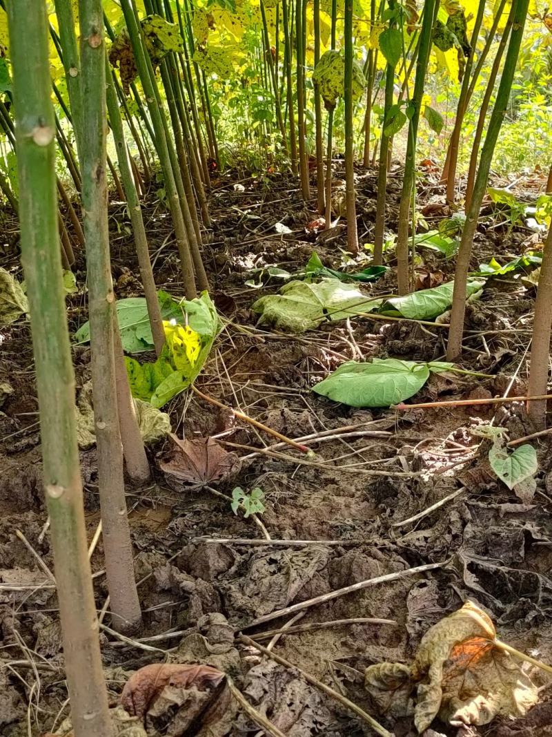 千亩油桐育苗批发基地，买油桐树苗请选择我们专业的培育公司