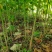 千亩油桐育苗批发基地，买油桐树苗请选择我们专业的培育公司
