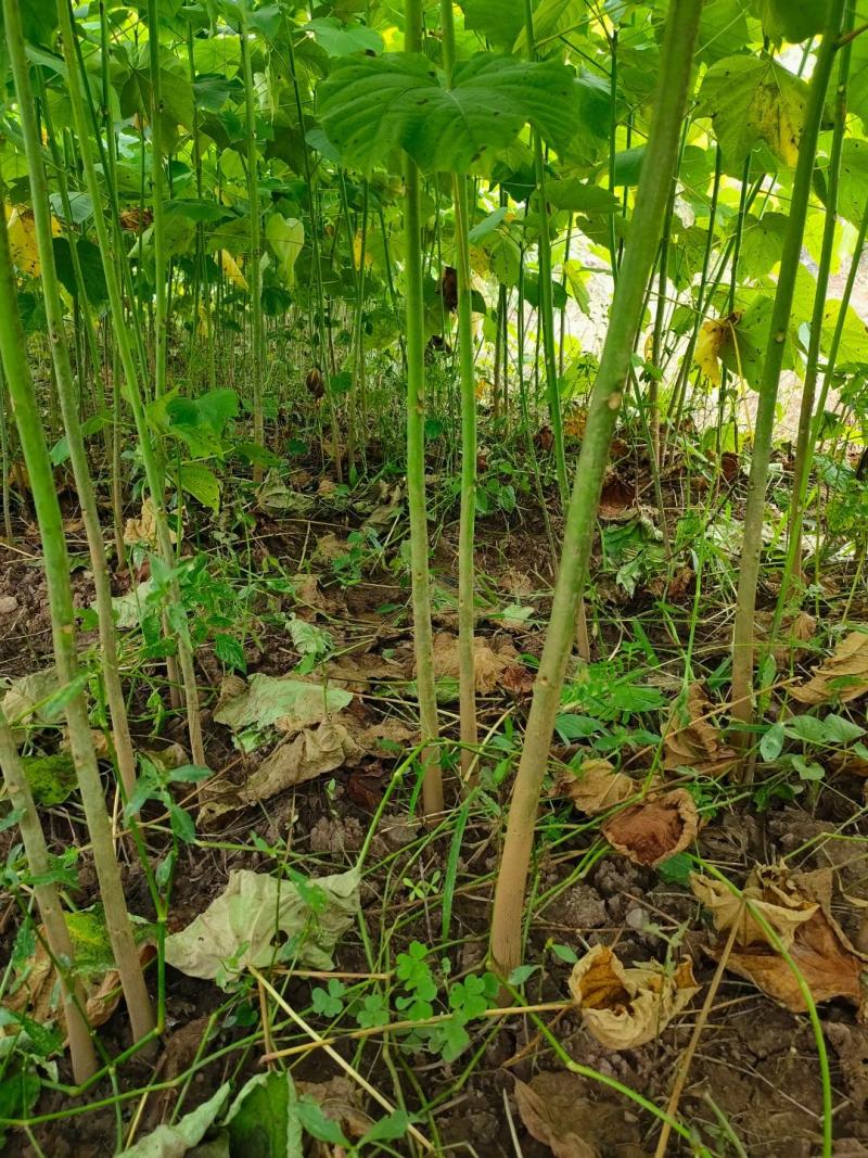 千亩油桐育苗批发基地，买油桐树苗请选择我们专业的培育公司