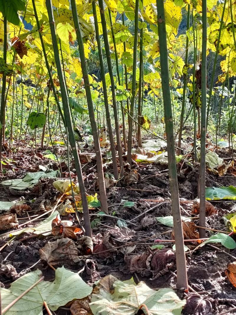千亩油桐育苗批发基地，买油桐树苗请选择我们专业的培育公司
