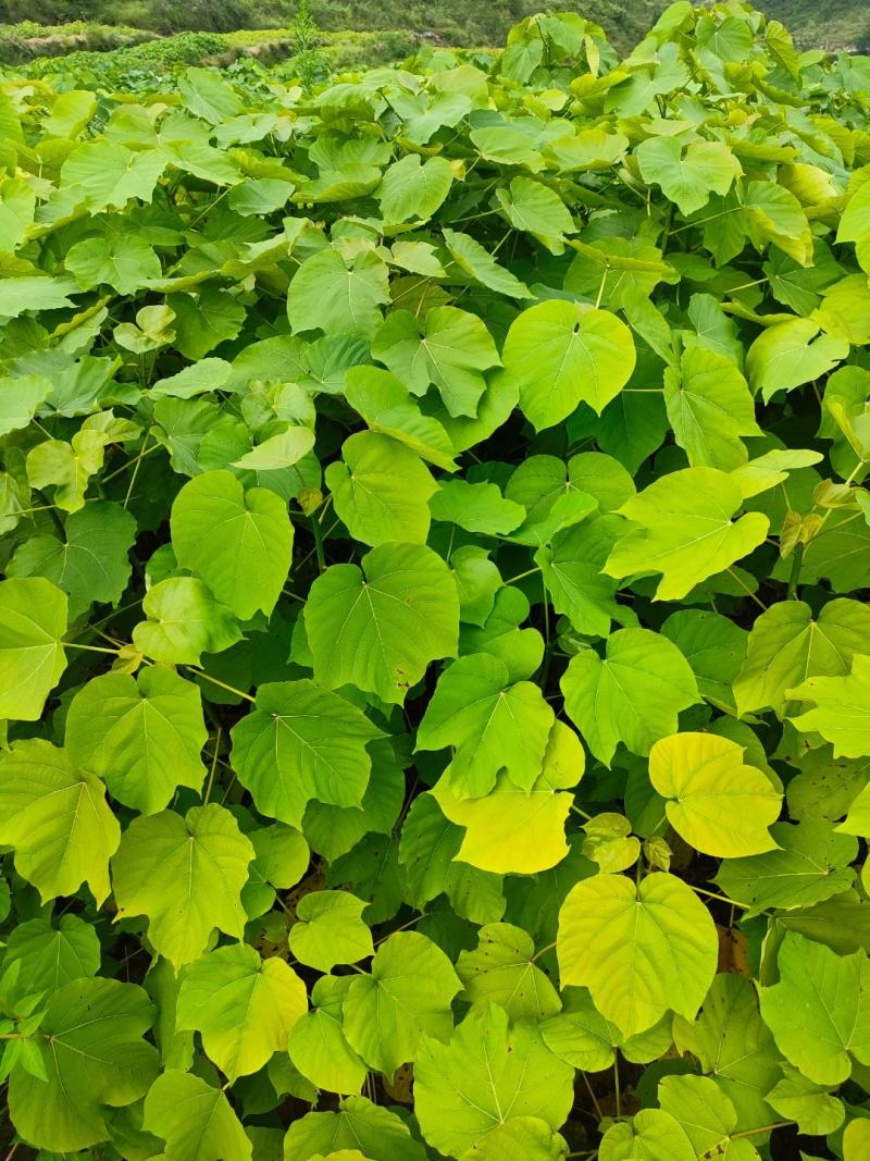 千亩油桐育苗批发基地，买油桐树苗请选择我们专业的培育公司