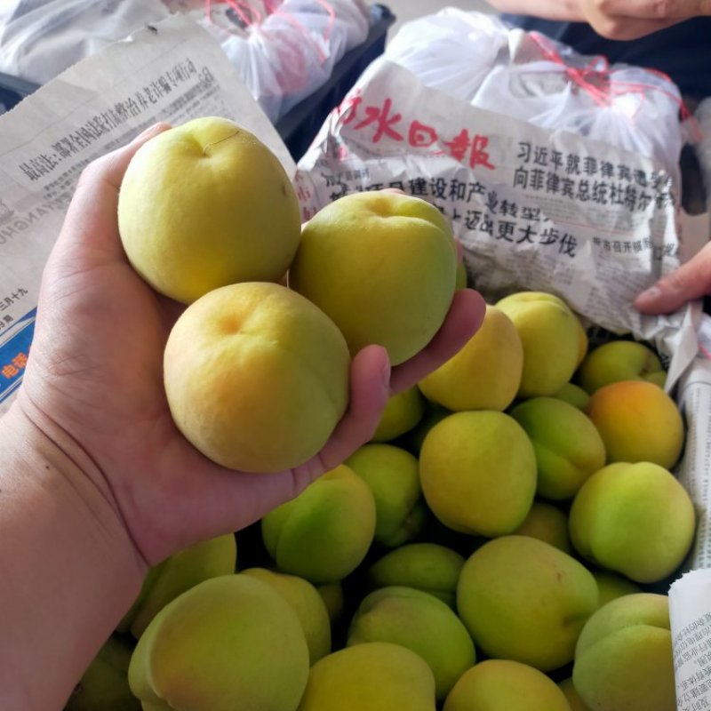 杏，凯特杏，河北大甜杏大量上市，凯特杏，麦黄杏