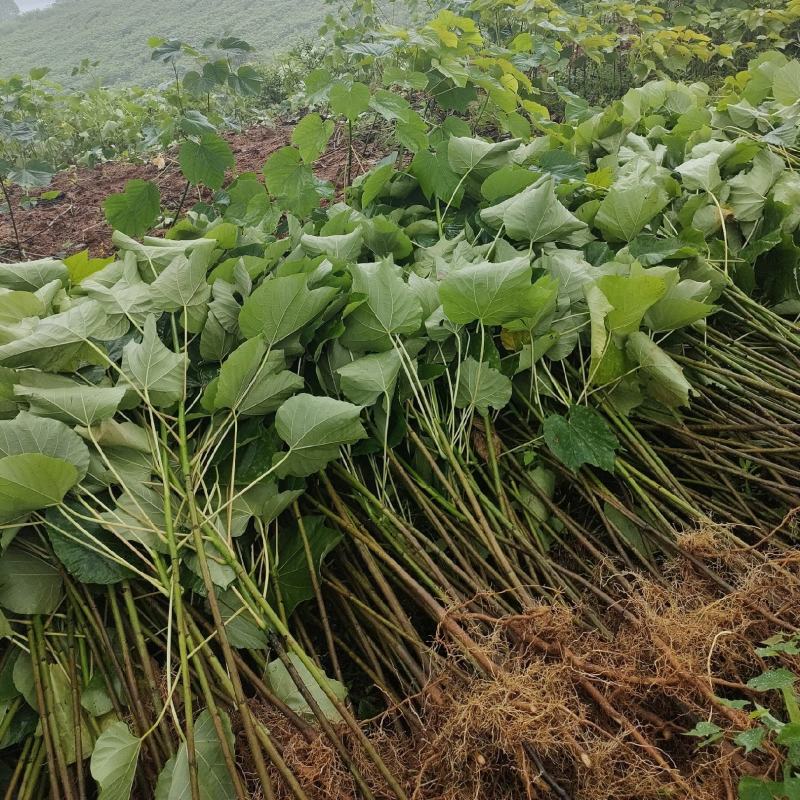 三年桐苗批发采购基地，买油桐树苗请选择我们专业的培育公司