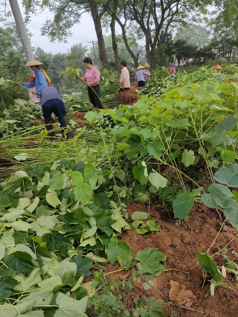 三年桐苗批发采购基地，买油桐树苗请选择我们专业的培育公司
