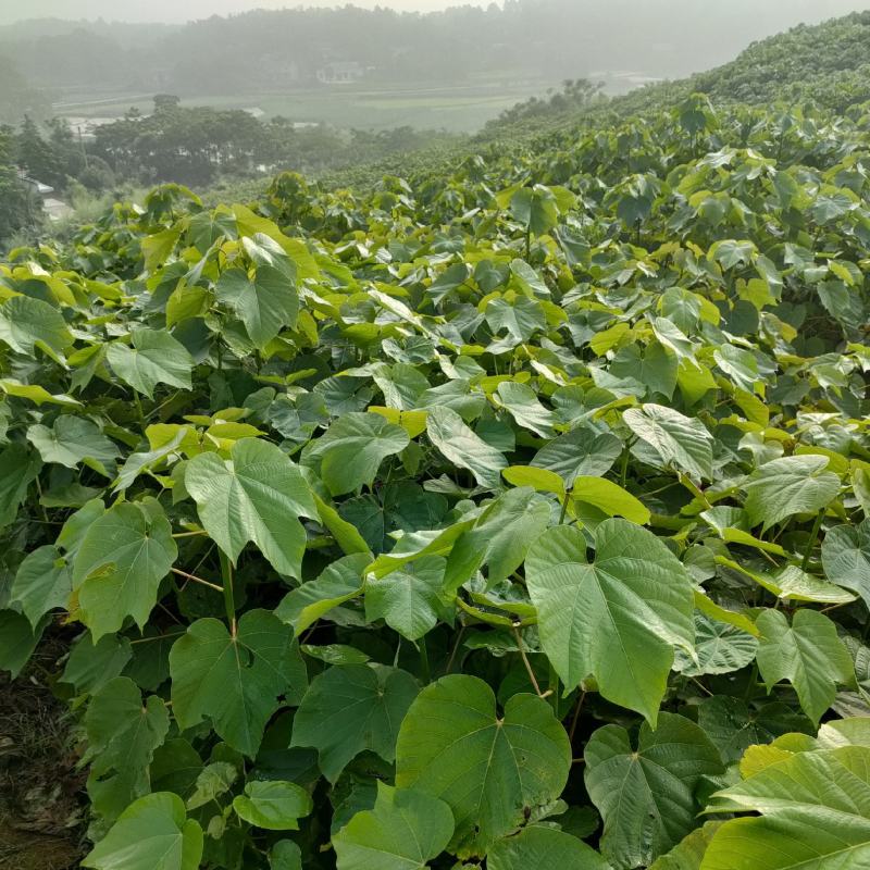 油桐树苗基地常年批发，买油桐树苗请选择我们专业的培育公司