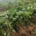 油桐树苗基地常年批发，买油桐树苗请选择我们专业的培育公司