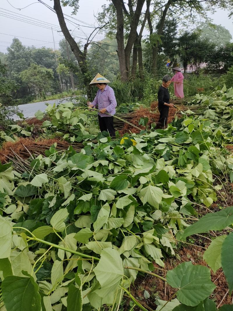 油桐树苗基地常年批发，买油桐树苗请选择我们专业的培育公司