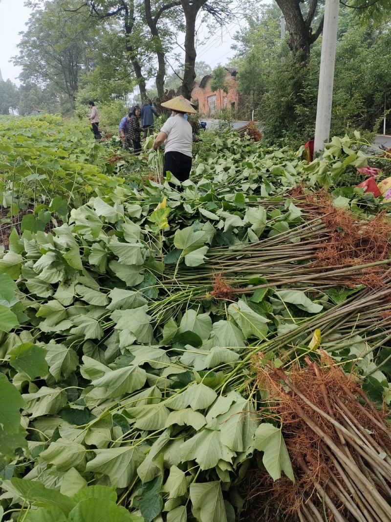 油桐树苗基地常年批发，买油桐树苗请选择我们专业的培育公司
