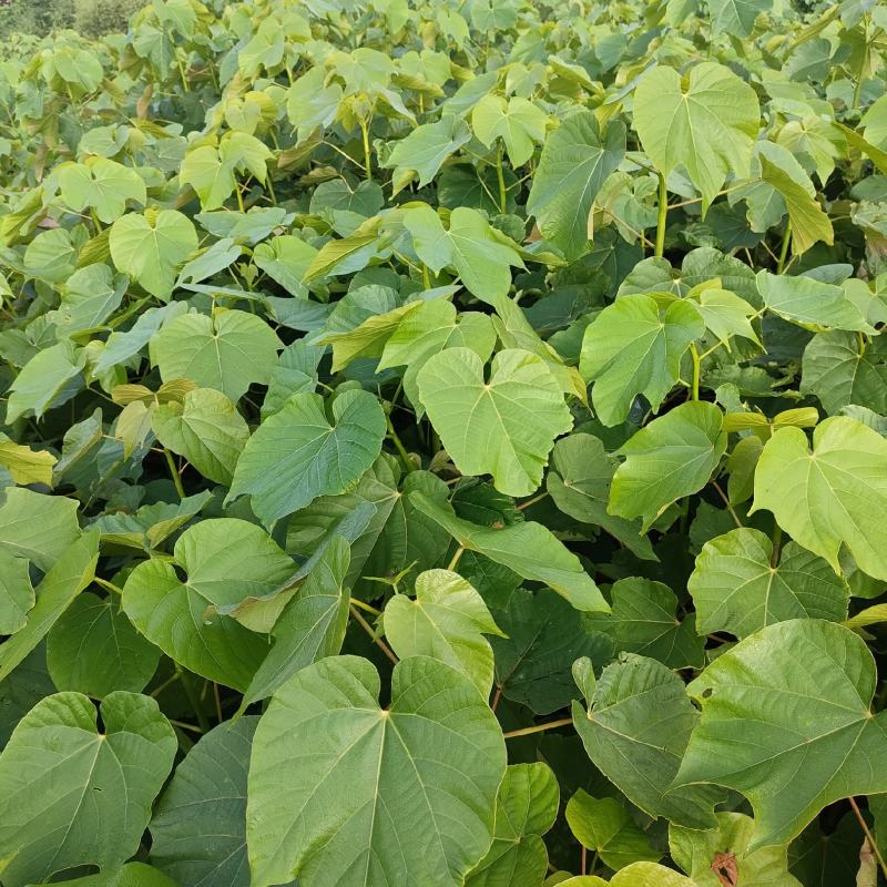 油桐树苗基地常年批发，买油桐树苗请选择我们专业的培育公司