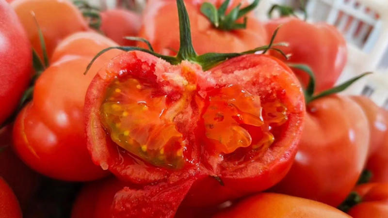 海阳普罗旺斯西红柿精品一件代发落地配整车精品