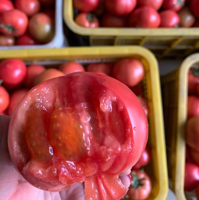 海阳普罗旺斯西红柿精品一件代发落地配整车精品