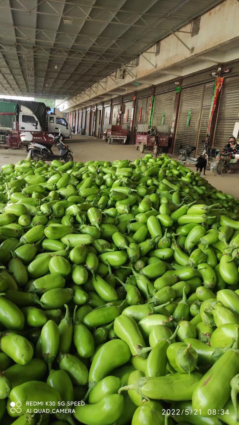 河南精品绿茄子，大量上市，货源充足，一手货源，产地直销…