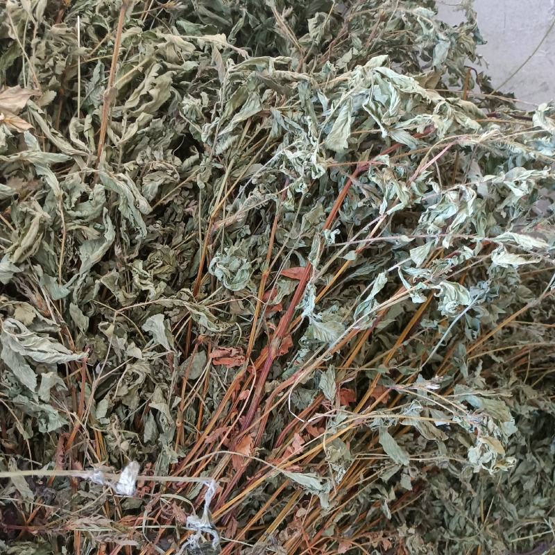 仙鹤草天然采摘2024新货非种植干货批发零售均可