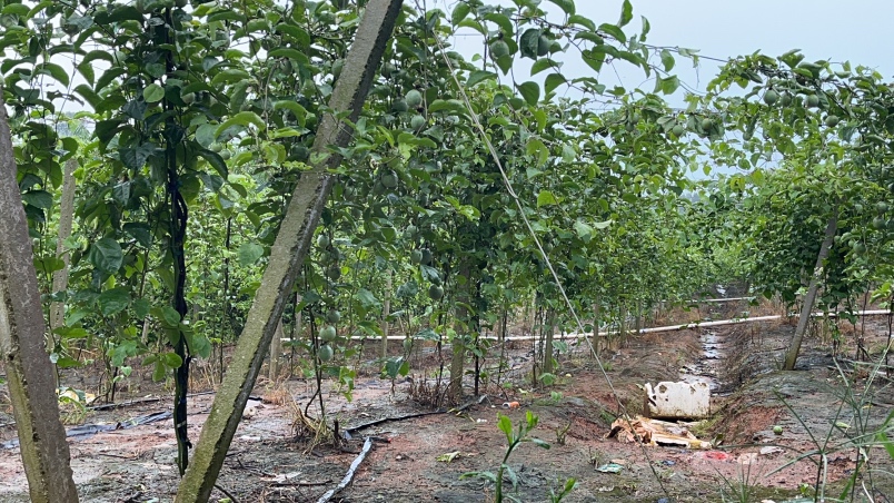 百香果园管理实景图