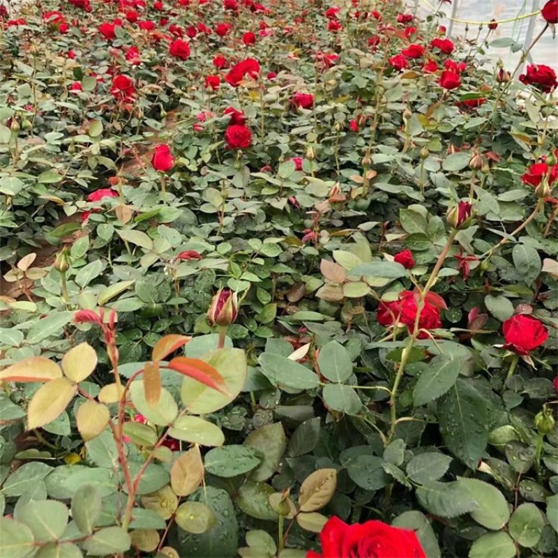 月季，大花月季，浓香庭院阳台藤本植物花卉月季盆栽月季